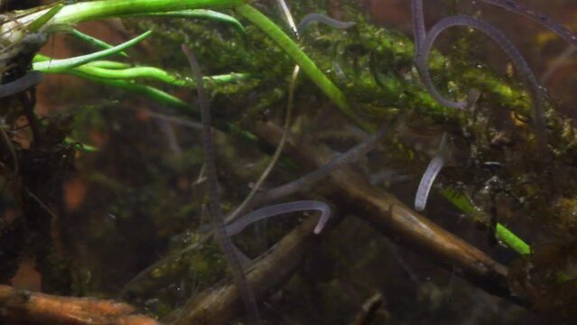 acquatic snail and nematodes