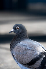 close up of a Grey white pigeon