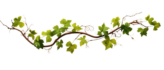Grape leaves and vine branch on transparent background