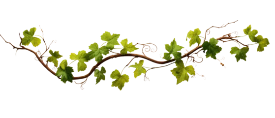 Fotobehang Grape leaves and vine branch on transparent background © Nazmus