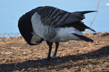 Branta leucopsis-Barnacle goose-Bernache nonnette
