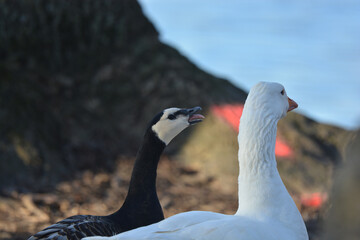 Branta leucopsis-Barnacle goose-Bernache nonnette