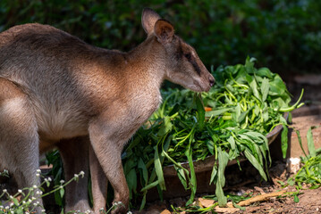 The agile wallaby, Notamacropus agilis, also known as the sandy wallaby