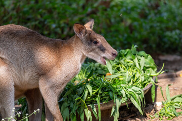 The agile wallaby, Notamacropus agilis, also known as the sandy wallaby