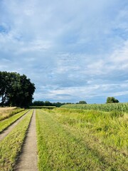 Fototapeta na wymiar Empty tractor way in the green field, fields landscapes