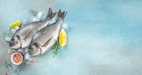 Raw fresh dorado or sea bream on ice cubes on blue concrete background. Long banner format. top view