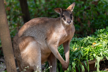 The agile wallaby, Notamacropus agilis, also known as the sandy wallaby