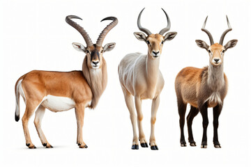 set of land animals white background