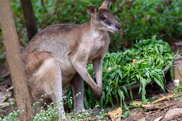 The agile wallaby, Notamacropus agilis, also known as the sandy wallaby