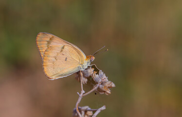 large salmon colored butterfly, Large Salmon Arab, Colotis fausta