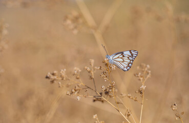 large white migratory butterfly, Brown-veined White, Belenois aurota