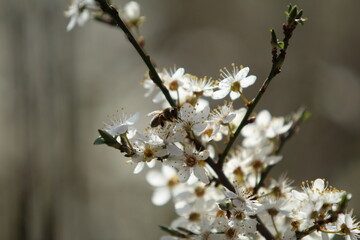 Biene 8