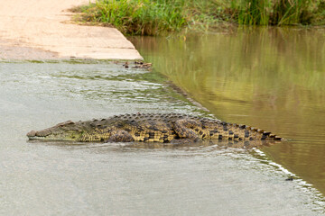 Crocodile du Nil , Crocodylus niloticus, Afrique du Sud