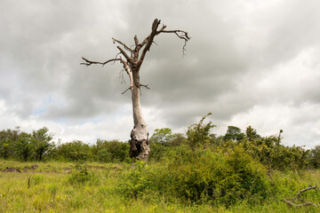 Arbre mort, Parc national Kruger, Afrique du Sud