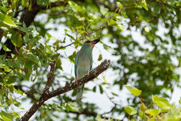 Rollier d'Europe,.Coracias garrulus, European Roller