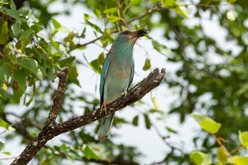 Obraz premium Rollier d'Europe,.Coracias garrulus, European Roller