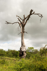 Arbre mort, Parc national Kruger, Afrique du Sud
