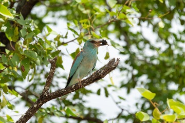 Rollier d'Europe,.Coracias garrulus, European Roller