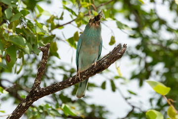 Rollier d'Europe,.Coracias garrulus, European Roller