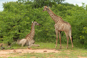 Obraz premium Girafe du Cap, Girafe d'Afrique du Sud, Giraffa camelopardalis giraffa, giraffa giraffa giraffa, Parc national Kruger, Afrique du Sud