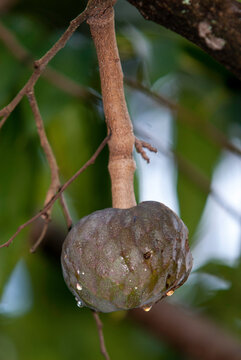 cachiman, corossolier r&eacute;ticul&eacute;, Annona reticulata, Madagascar