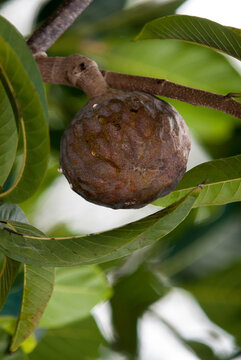 cachiman, corossolier r&eacute;ticul&eacute;, Annona reticulata, Madagascar