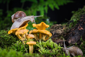 garden snail on moss in forest with mushroom