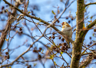 Goldfinch (Carduelis carduelis) - Dublin, Ireland