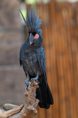 Close up of Probosciger aterrimus, The palm cockatoo or the goliath or great black cockatoo, is a large smoky grey or black parrot of the cockatoo family native to Papua, Aru Islands, Indonesia 