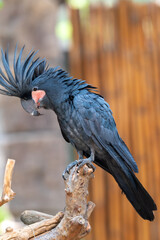 Close up of Probosciger aterrimus, The palm cockatoo or the goliath or great black cockatoo, is a large smoky grey or black parrot of the cockatoo family native to Papua, Aru Islands, Indonesia 