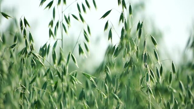 Green oat ears sway by wind on field at sunset. Scenic summer landscape. Oat - Avena sativa. Organic agriculture harvesting agribusiness concept. Slow motion, close-up