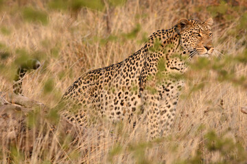 female leopard hunting 