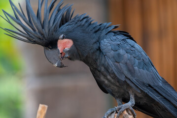 Close up of Probosciger aterrimus, The palm cockatoo or the goliath or great black cockatoo, is a large smoky grey or black parrot of the cockatoo family native to Papua, Aru Islands, Indonesia 