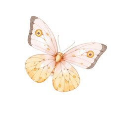 watercolor butterfly illustration isolated png transparent background.