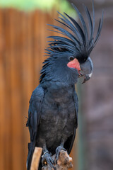 Close up of Probosciger aterrimus, The palm cockatoo or the goliath or great black cockatoo, is a large smoky grey or black parrot of the cockatoo family native to Papua, Aru Islands, Indonesia 