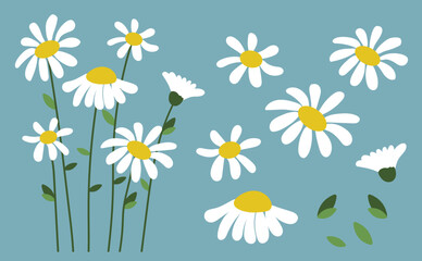 Daisy flower background.Eps 10 vector.