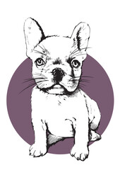 Illustration of cute french puppy dog