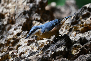 Nuthatch