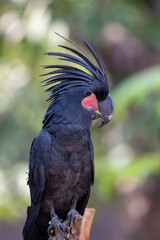 Close up of Probosciger aterrimus, The palm cockatoo or the goliath or great black cockatoo, is a large smoky grey or black parrot of the cockatoo family native to Papua, Aru Islands, Indonesia 
