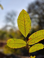 autumn leaves in the sun