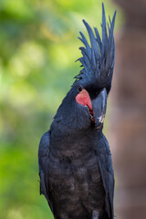 Close up of Probosciger aterrimus, The palm cockatoo or the goliath or great black cockatoo, is a large smoky grey or black parrot of the cockatoo family native to Papua, Aru Islands, Indonesia 