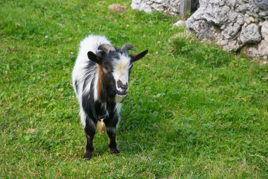 Portrait of tibetan goat in the alpine farm in Italy