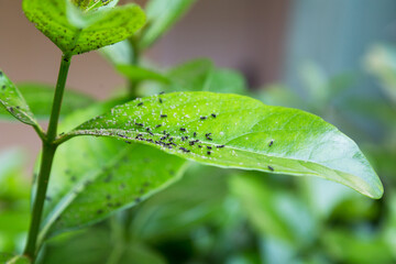 A bunch of small aphid insects on a plant leaf. Insects eat kill plants.