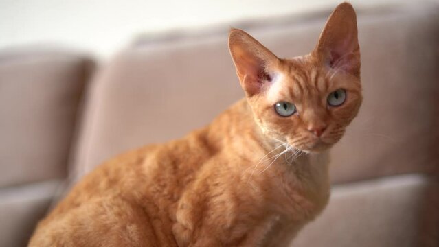 Red cat Devon Rex in the apartment 