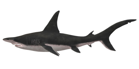 Fototapeta premium Hammerhead shark isolated on a Transparent Background