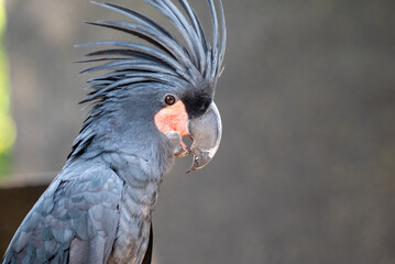 Close up of Probosciger aterrimus, The palm cockatoo or the goliath or great black cockatoo, is a large smoky grey or black parrot of the cockatoo family native to Papua, Aru Islands, Indonesia 