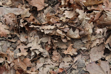 autumn leaves