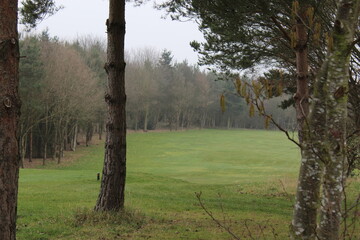 trees in the woods