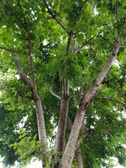 big green tree many branches beautiful in spring