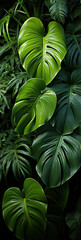 Fototapeta premium Mysterious Jungle: A Symphony of Wet Leaves,green leaves background,green leaves of a plant,background of leaves